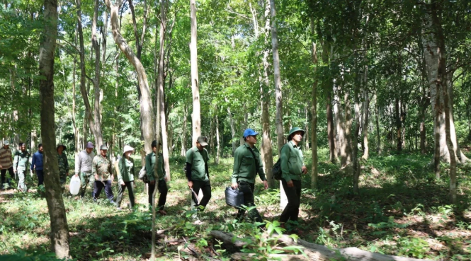 Strengthen forest management and protection at Chu Mom Ray National Park